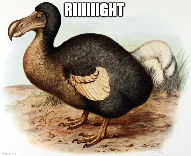 Dodo Bird | RIIIIIIGHT | image tagged in dodo bird | made w/ Imgflip meme maker