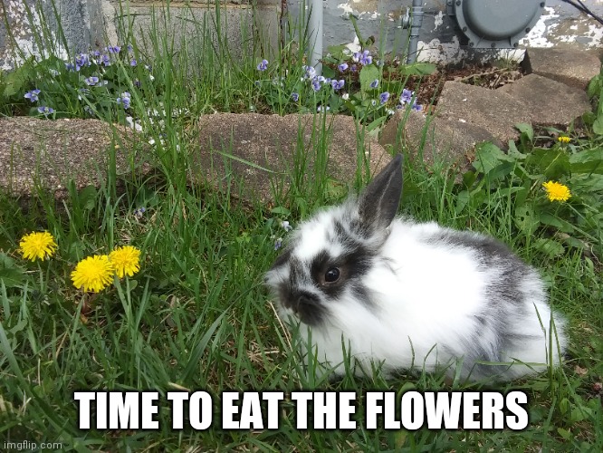 SPRING TIME! | TIME TO EAT THE FLOWERS | image tagged in bunnies,bunny,rabbit | made w/ Imgflip meme maker