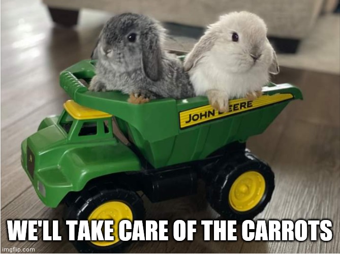 CARROT FARMERS | WE'LL TAKE CARE OF THE CARROTS | image tagged in bunnies,rabbits,bunny | made w/ Imgflip meme maker