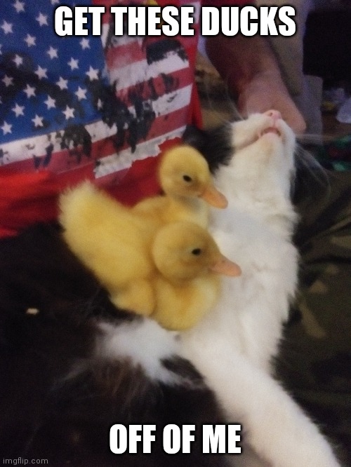 KITTY HAS TO DEAL WITH IT | GET THESE DUCKS; OFF OF ME | image tagged in cats,funny cats,ducks,duck,duckling | made w/ Imgflip meme maker