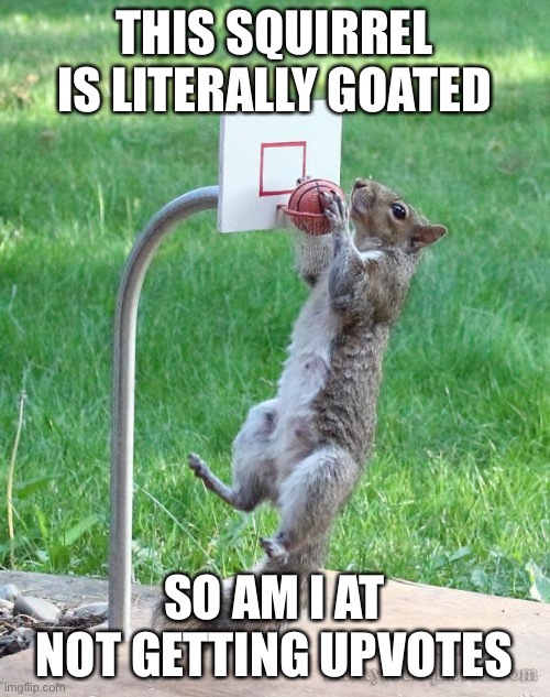 Squirrel | THIS SQUIRREL IS LITERALLY GOATED; SO AM I AT NOT GETTING UPVOTES | image tagged in squirrel basketball | made w/ Imgflip meme maker