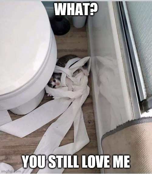 TP KITTY | WHAT? YOU STILL LOVE ME | image tagged in cats,funny cats,toilet paper | made w/ Imgflip meme maker
