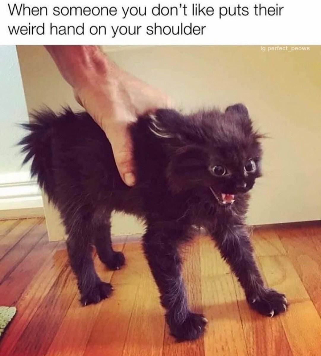 High Quality Kitty cat irritated Blank Meme Template