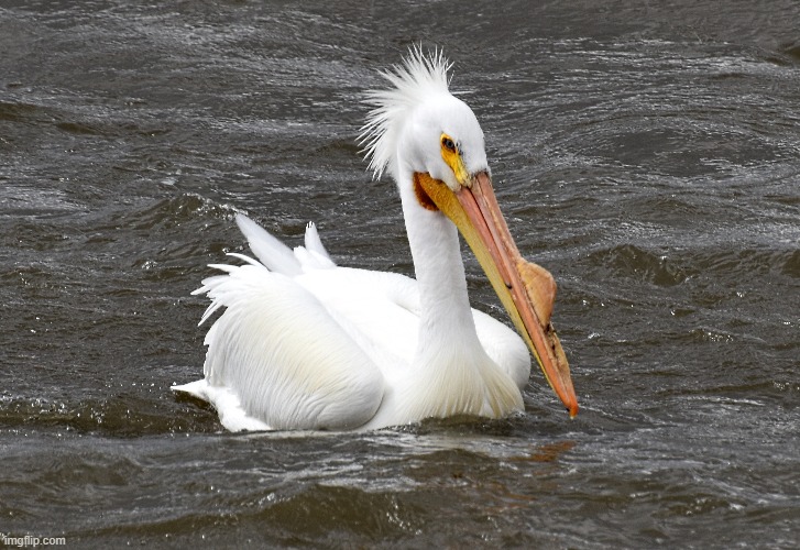 great white pelican. on the Mississippi lock and dam 14. | made w/ Imgflip meme maker