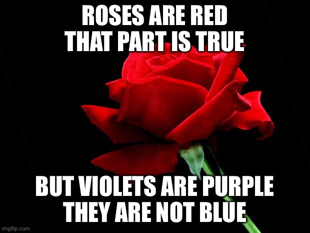 rose | ROSES ARE RED
THAT PART IS TRUE; BUT VIOLETS ARE PURPLE
THEY ARE NOT BLUE | image tagged in rose | made w/ Imgflip meme maker