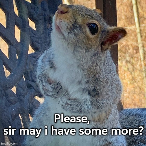 squirrel begging | Please, 
sir may i have some more? | image tagged in squirrel,oliver twist please sir | made w/ Imgflip meme maker