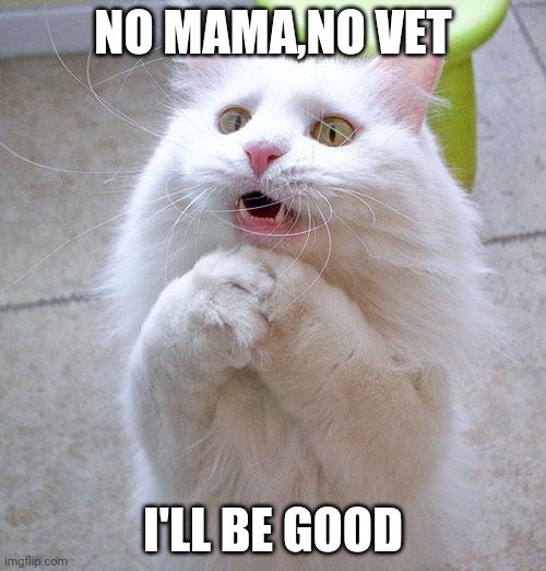 Begging Cat | NO MAMA,NO VET; I'LL BE GOOD | image tagged in begging cat | made w/ Imgflip meme maker