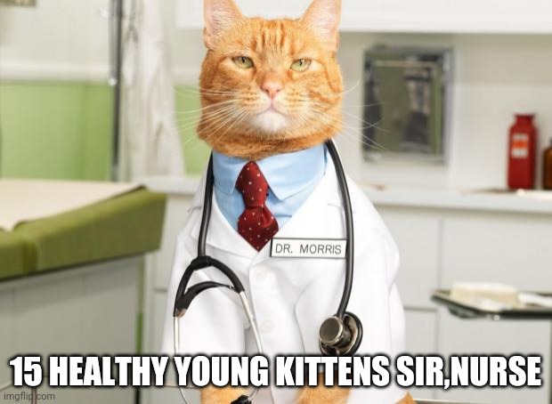 Cat Doctor |  15 HEALTHY YOUNG KITTENS SIR,NURSE | image tagged in cat doctor | made w/ Imgflip meme maker