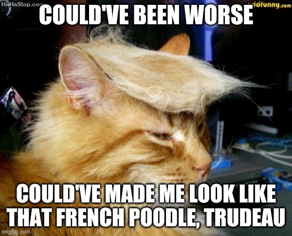 donald trump cat | COULD'VE BEEN WORSE; COULD'VE MADE ME LOOK LIKE THAT FRENCH POODLE, TRUDEAU | image tagged in donald trump cat | made w/ Imgflip meme maker