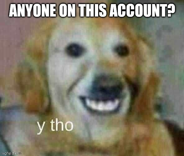 y tho | ANYONE ON THIS ACCOUNT? | image tagged in y tho | made w/ Imgflip meme maker