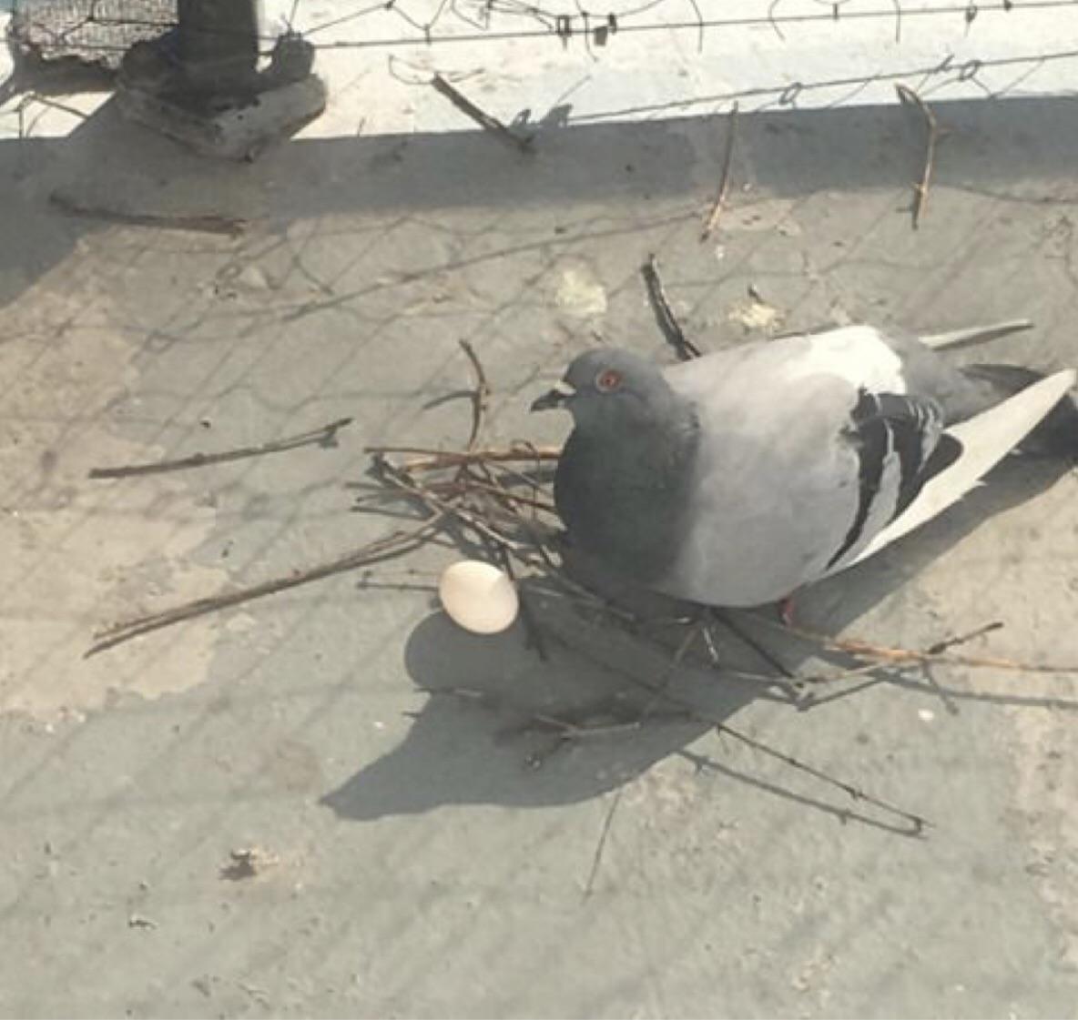 Pigeon nest Blank Meme Template