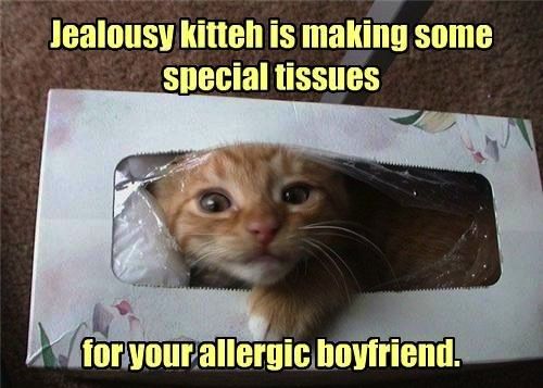 image tagged in cats