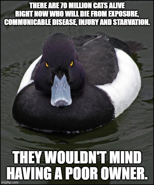Angry duck | THERE ARE 70 MILLION CATS ALIVE RIGHT NOW WHO WILL DIE FROM EXPOSURE, COMMUNICABLE DISEASE, INJURY AND STARVATION. THEY WOULDN'T MIND HAVING A POOR OWNER. | image tagged in angry duck,AdviceAnimals | made w/ Imgflip meme maker