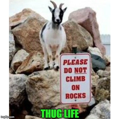 Goat is a thug | image tagged in goat,thug life | made w/ Imgflip meme maker