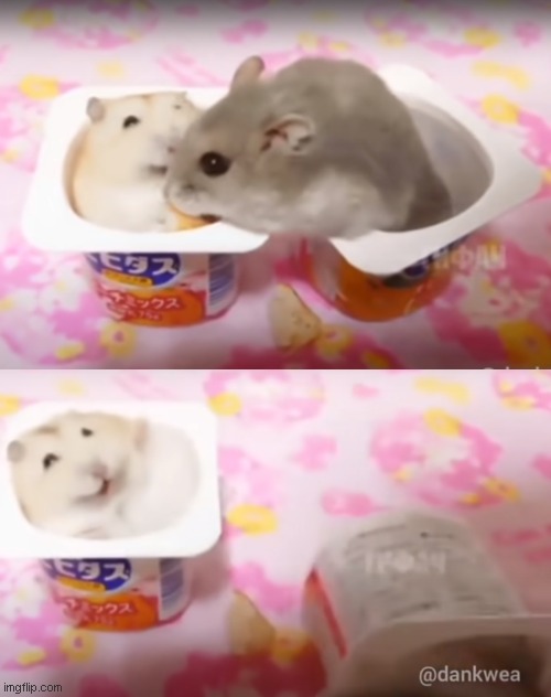 Hamster slap | image tagged in meme template | made w/ Imgflip meme maker