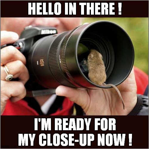 An Attention Seeking Mouse ! | HELLO IN THERE ! I'M READY FOR MY CLOSE-UP NOW ! | image tagged in photography,mouse,close-up | made w/ Imgflip meme maker