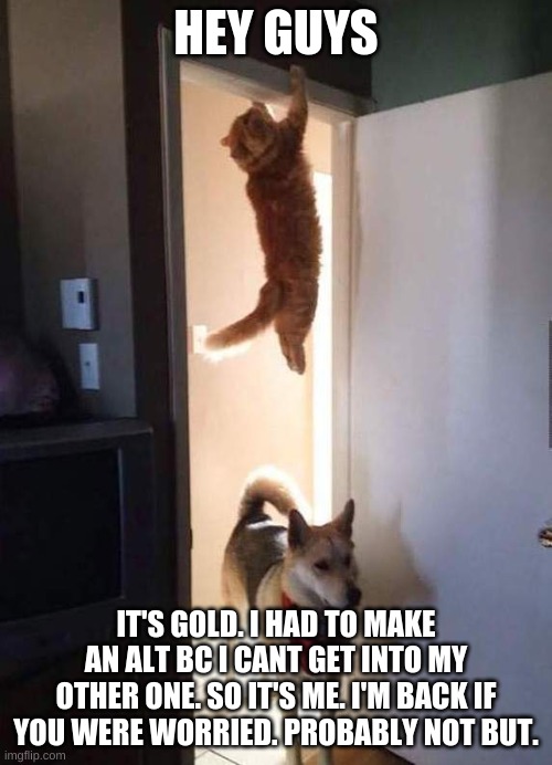 Cat Hanging On | HEY GUYS; IT'S GOLD. I HAD TO MAKE AN ALT BC I CANT GET INTO MY OTHER ONE. SO IT'S ME. I'M BACK IF YOU WERE WORRIED. PROBABLY NOT BUT. | image tagged in cat hanging on | made w/ Imgflip meme maker