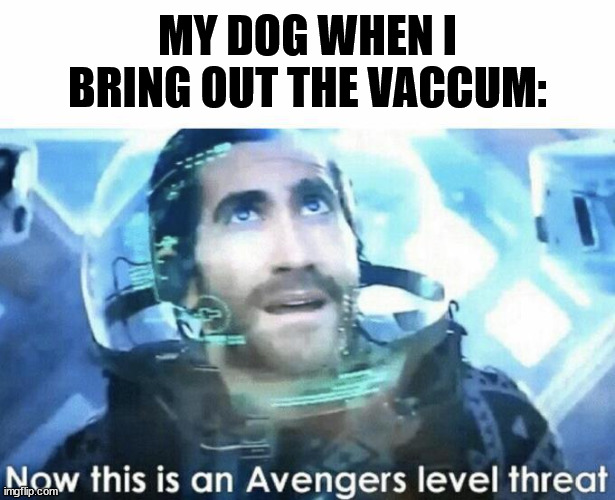 I think all dogs think this way... | MY DOG WHEN I BRING OUT THE VACCUM: | image tagged in now this is an avengers level threat,marvel | made w/ Imgflip meme maker