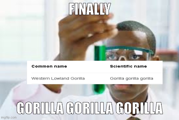 gorilla gorilla gorilla | FINALLY; GORILLA GORILLA GORILLA | image tagged in finally | made w/ Imgflip meme maker