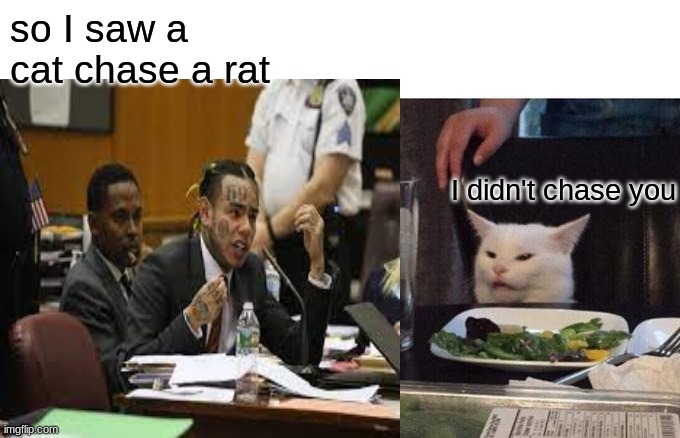 Cats chase rats | so I saw a cat chase a rat; I didn't chase you | image tagged in woman yelling at cat | made w/ Imgflip meme maker