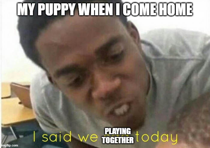 I Said We Play Today | MY PUPPY WHEN I COME HOME; PLAYING TOGETHER | image tagged in i said we ____ today | made w/ Imgflip meme maker