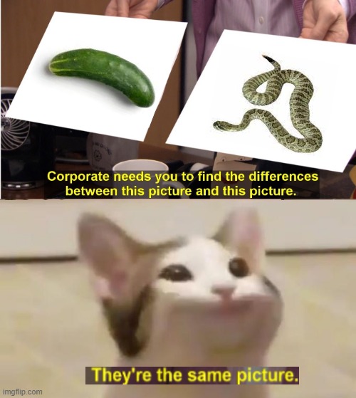 Cats are dumb... | image tagged in they're the same picture,pop cat,cat,cucumber,snake | made w/ Imgflip meme maker