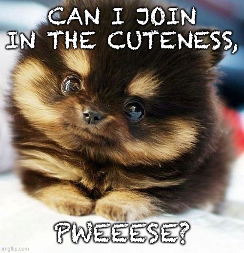 Puppy dog memes | CAN I JOIN IN THE CUTENESS, PWEEESE? | image tagged in puppy dog memes | made w/ Imgflip meme maker