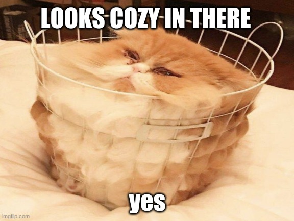 My cat when he sees a small area | LOOKS COZY IN THERE; yes | image tagged in cats | made w/ Imgflip meme maker