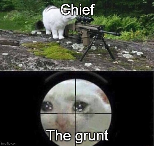 Sniper cat | Chief The grunt | image tagged in sniper cat | made w/ Imgflip meme maker