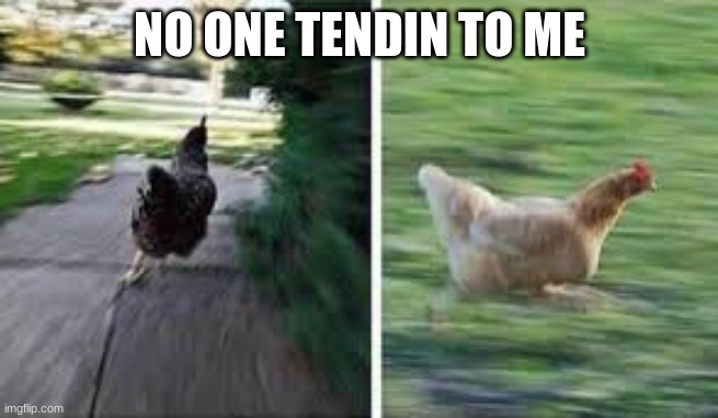 running chicken | NO ONE TENDIN TO ME | image tagged in running chicken | made w/ Imgflip meme maker