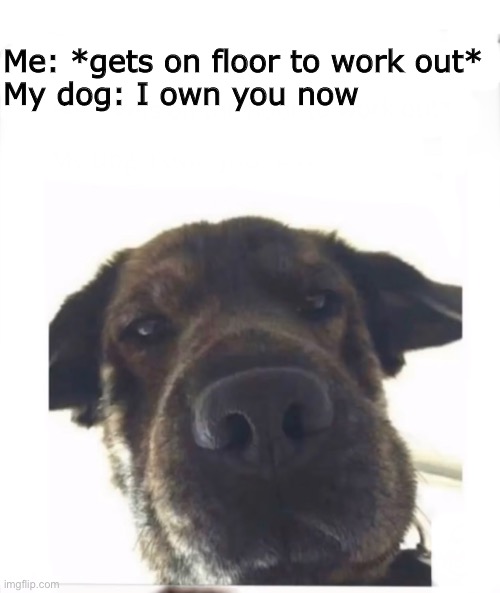 I Own You | Me: *gets on floor to work out*
My dog: I own you now | image tagged in own,dog,workout | made w/ Imgflip meme maker