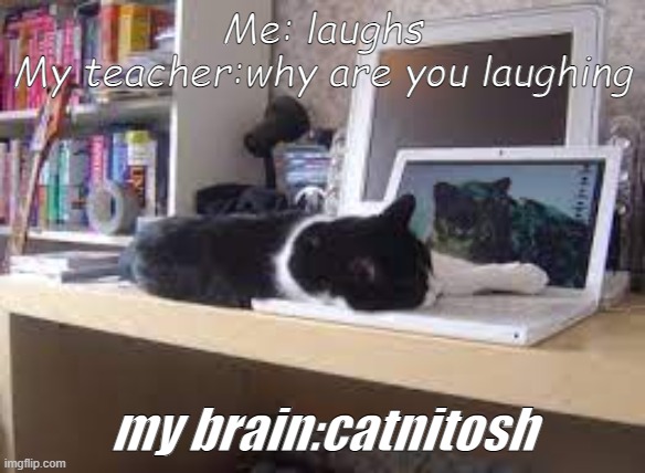 Catnitosh | Me: laughs
My teacher:why are you laughing; my brain:catnitosh | image tagged in catnitosh,mac | made w/ Imgflip meme maker
