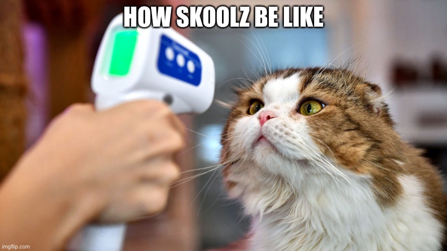 School cat | HOW SKOOLZ BE LIKE | image tagged in cats,tempeture cat | made w/ Imgflip meme maker