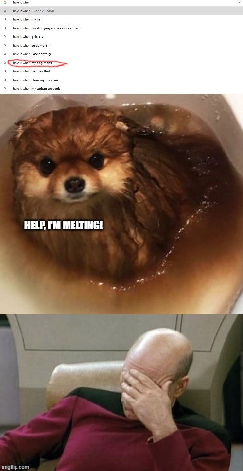 I ahte it when my dog melts | HELP, I'M MELTING! | image tagged in dog,funny,melting | made w/ Imgflip meme maker