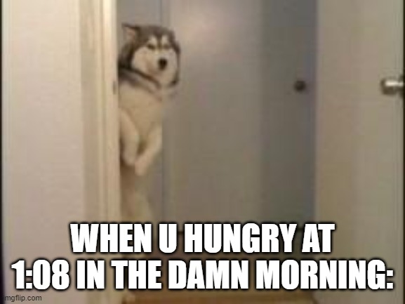 my girl, nikki, be like: | WHEN U HUNGRY AT 1:08 IN THE DAMN MORNING: | image tagged in sneaky,husky | made w/ Imgflip meme maker