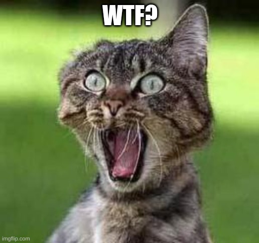 scared cat | WTF? | image tagged in scared cat | made w/ Imgflip meme maker