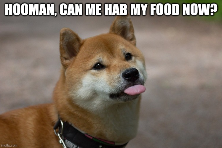 Cute Doggo | HOOMAN, CAN ME HAB MY FOOD NOW? | image tagged in cute doggo | made w/ Imgflip meme maker