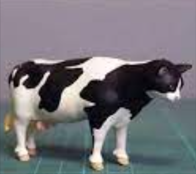 Cat Cow Blank Template Imgflip