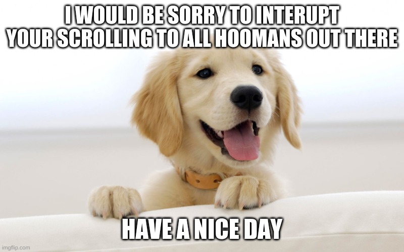 Cute dog idiot | I WOULD BE SORRY TO INTERUPT YOUR SCROLLING TO ALL HOOMANS OUT THERE; HAVE A NICE DAY | image tagged in doggo,have a good day,henlo hooman | made w/ Imgflip meme maker
