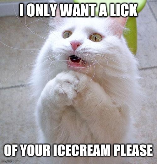Begging Cat | I ONLY WANT A LICK; OF YOUR ICECREAM PLEASE | image tagged in begging cat | made w/ Imgflip meme maker