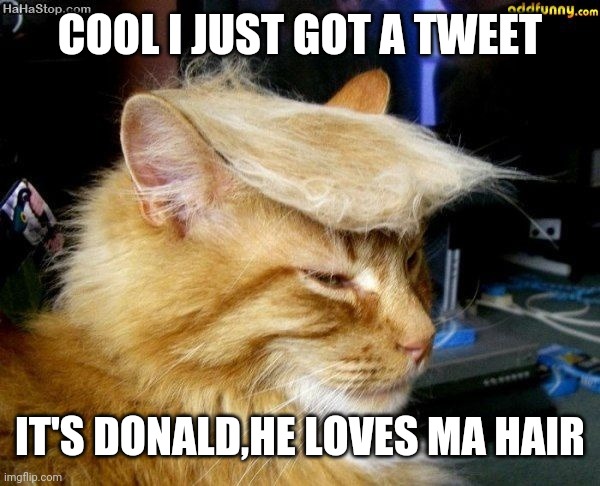 donald trump cat | COOL I JUST GOT A TWEET; IT'S DONALD,HE LOVES MA HAIR | image tagged in donald trump cat | made w/ Imgflip meme maker