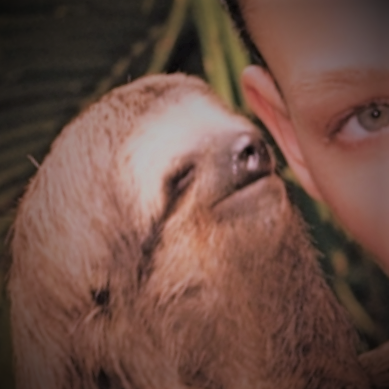 High Quality Whisper sloth redux Blank Meme Template