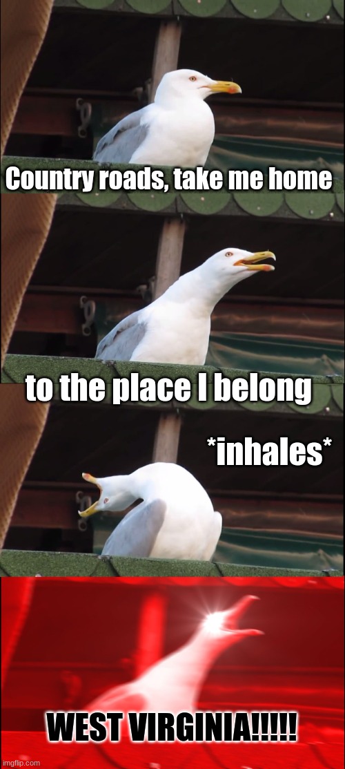 seagull screaming "west virginia" | Country roads, take me home; to the place I belong; *inhales*; WEST VIRGINIA!!!!! | image tagged in memes,inhaling seagull,repost | made w/ Imgflip meme maker