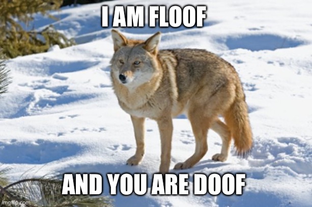 Coyote | I AM FLOOF; AND YOU ARE DOOF | image tagged in coyote | made w/ Imgflip meme maker