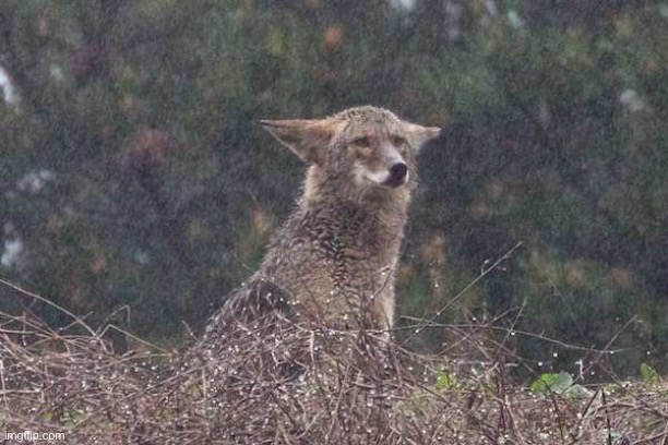 Let’s see how popular this sad coyote can get | image tagged in coyote | made w/ Imgflip meme maker