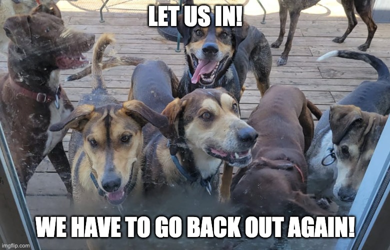 Let Us In | LET US IN! WE HAVE TO GO BACK OUT AGAIN! | image tagged in dog,dogs,doge | made w/ Imgflip meme maker