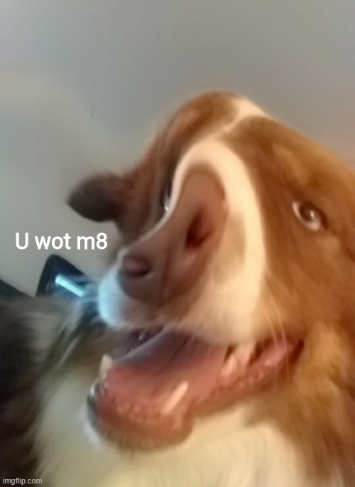 U wot m8 | image tagged in u wot m8 | made w/ Imgflip meme maker