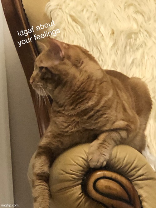 what am I doing with my life | idgaf about your feelings | made w/ Imgflip meme maker