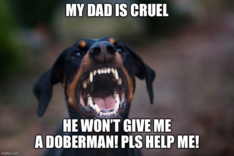 angry doberman |  MY DAD IS CRUEL; HE WON’T GIVE ME A DOBERMAN! PLS HELP ME! | image tagged in angry doberman | made w/ Imgflip meme maker