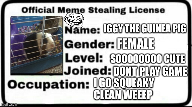 The g7nea pig | IGGY THE GUINEA PIG; FEMALE; SOOOOOOOO CUTE; DONT PLAY GAME; I GO SQUEAKY CLEAN WEEEP | image tagged in meme stealing license | made w/ Imgflip meme maker